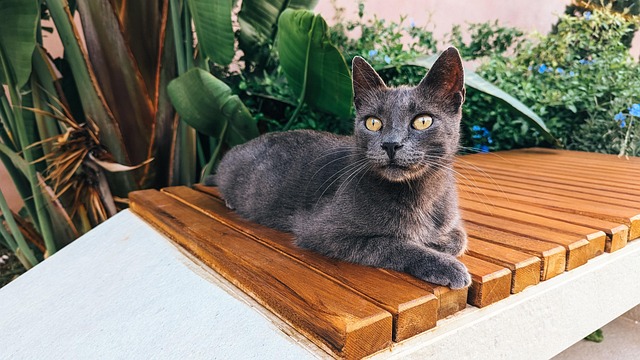 Katze, Kätzchen, Graue Katze, Katzen