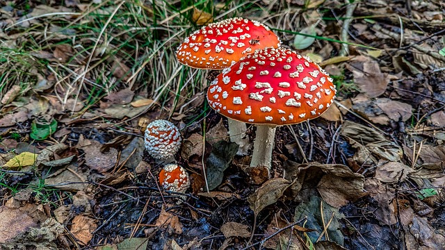 Pilz, Rot, Pilze, Herbst, Wald, Giftig