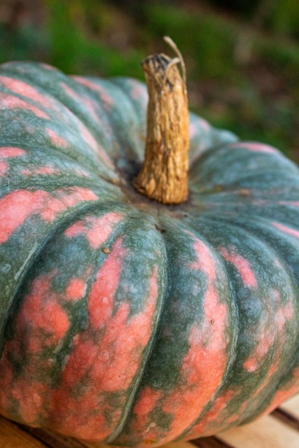 Free Pumpkin Halloween photo and picture