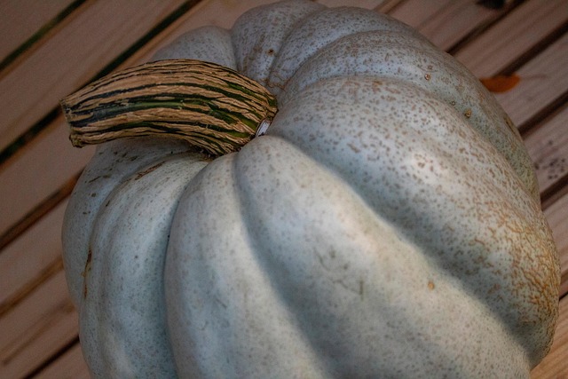 Free Pumpkin Halloween photo and picture