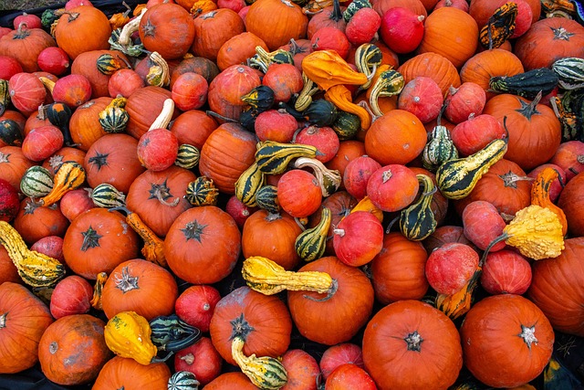 Free Pumpkin Halloween photo and picture
