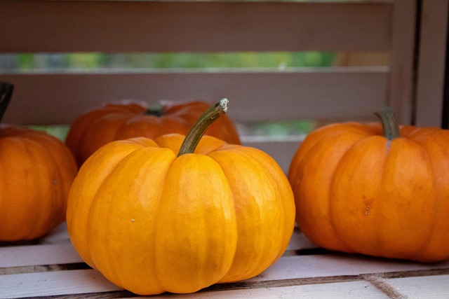 Free Pumpkin Halloween photo and picture