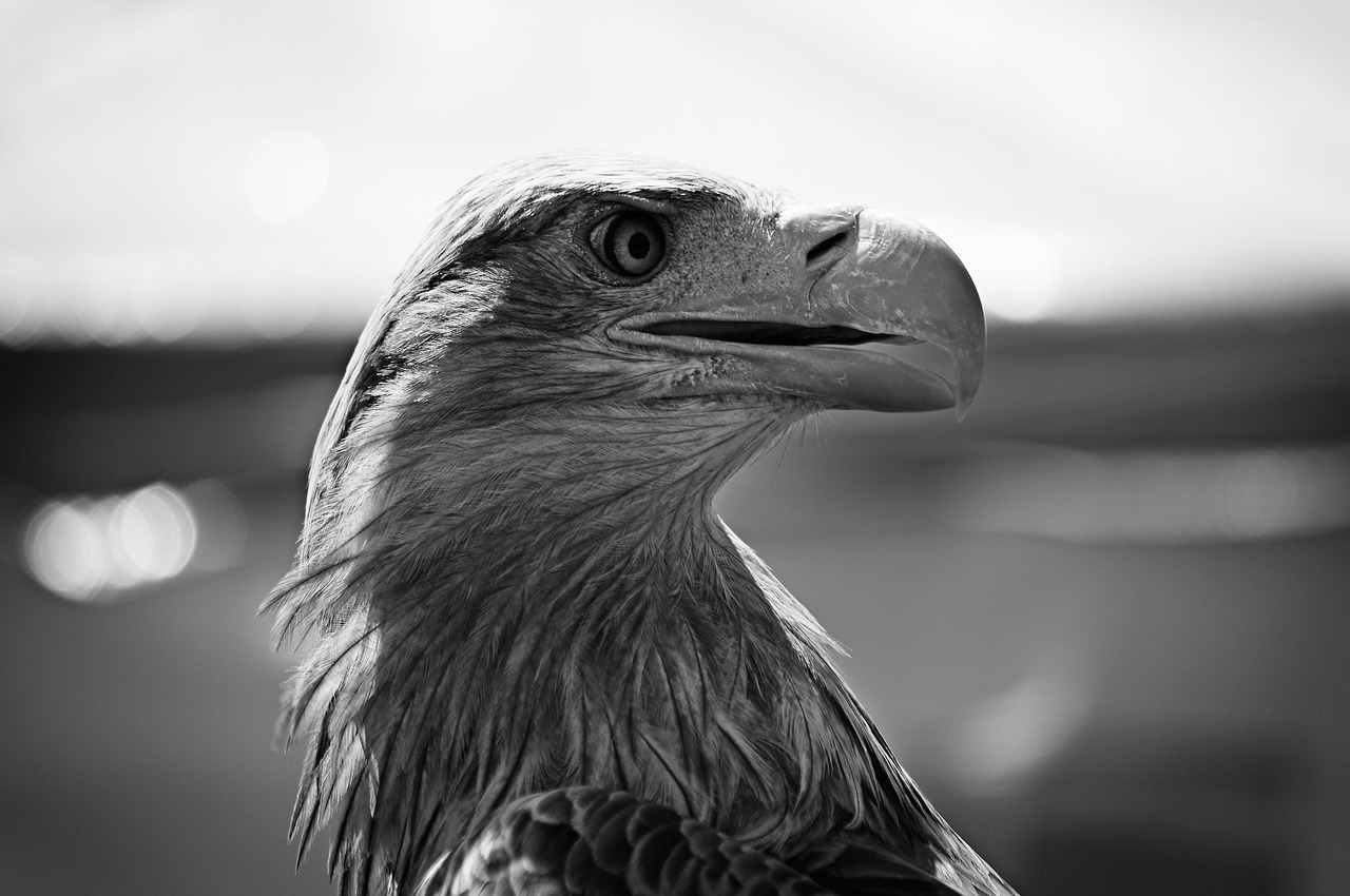 Eagle Wildlife Nature - Free photo on Pixabay