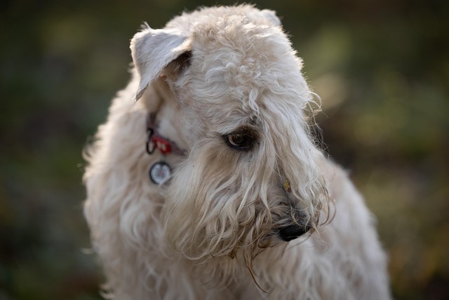 Hond, Dier, Huisdier, Mamal, Terriër