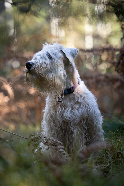 Hond, Dier, Huisdier, Mamal, Terriër