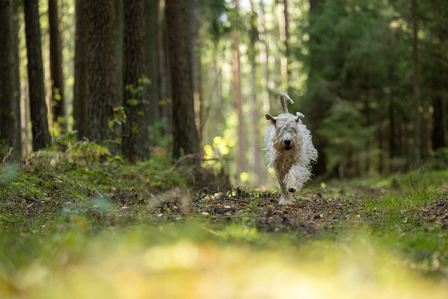 Hond, Zachtgecoate Tarweterriër