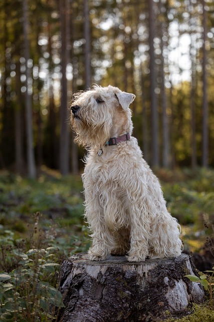 Hond, Zachtgecoate Tarweterriër