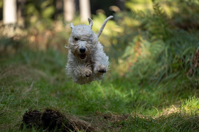 Hond, Dier, Huisdier, Mamal, Terriër
