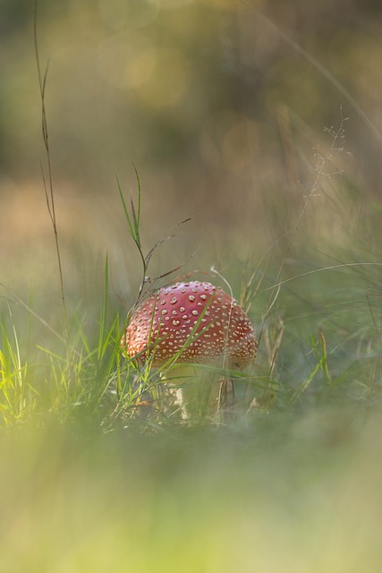 Paddestoelen, Rood, Natuur, Woud