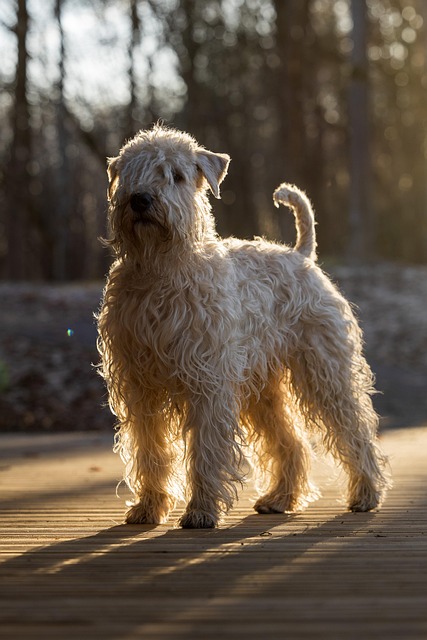 Hond, Dier, Huisdier, Mamal, Terriër