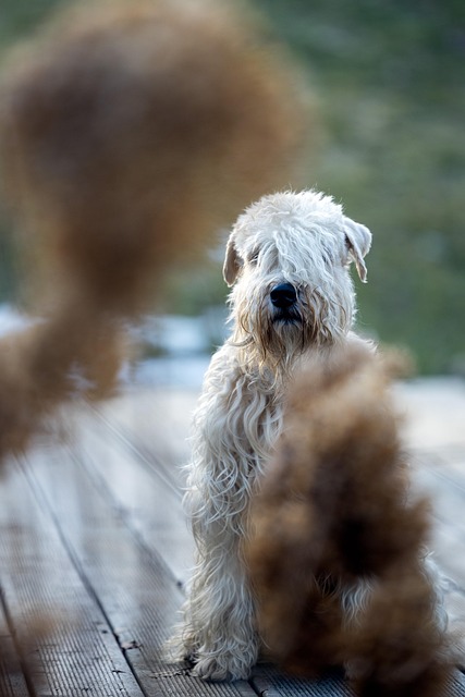 Hond, Dier, Huisdier, Mamal, Terriër