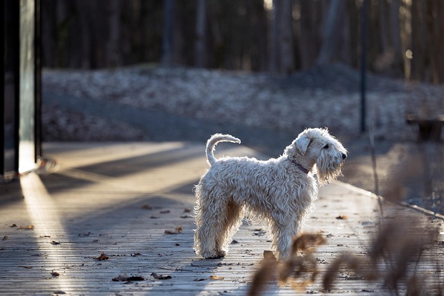 Hond, Zachtgecoate Tarweterriër