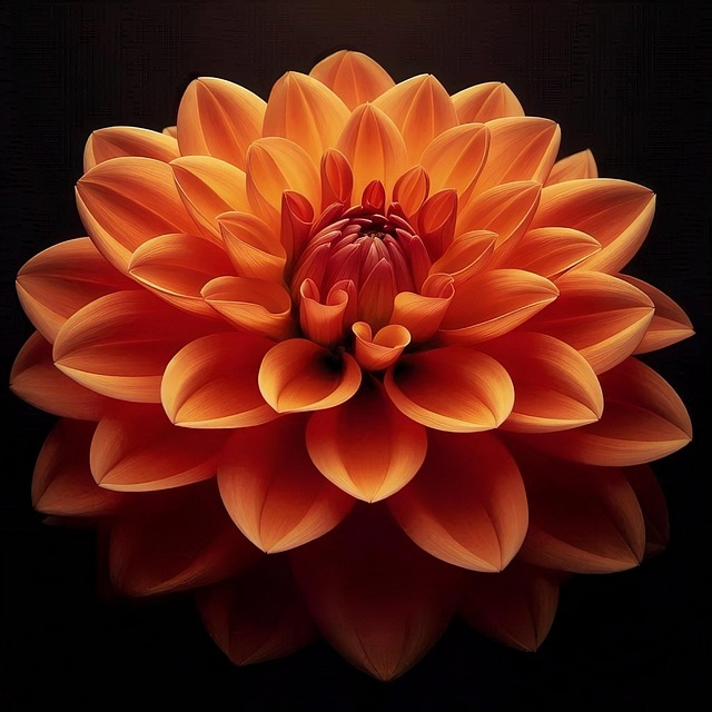 Free nature dahlia orange dahlia illustration