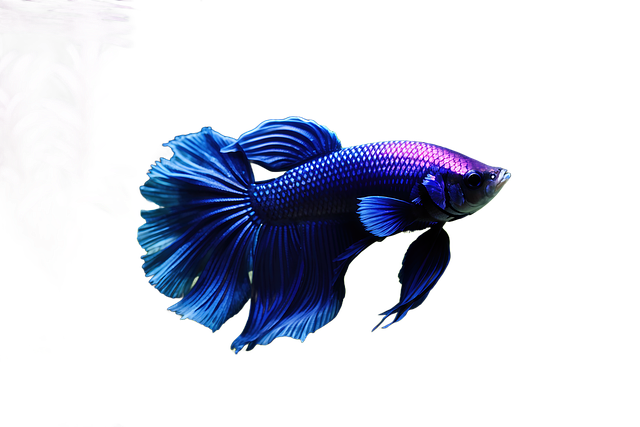 Free ai generated fish betta illustration