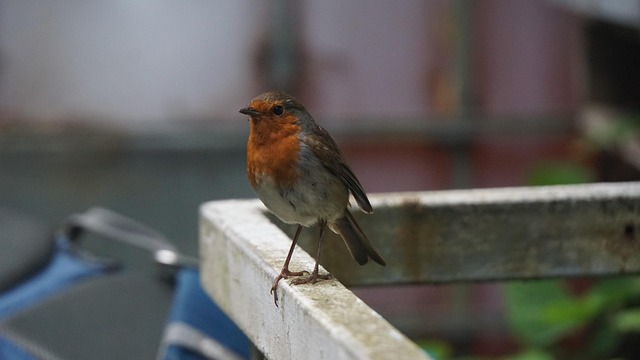 Free Robin Bird photo and picture