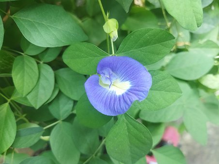 Free Frame Flower photo and picture