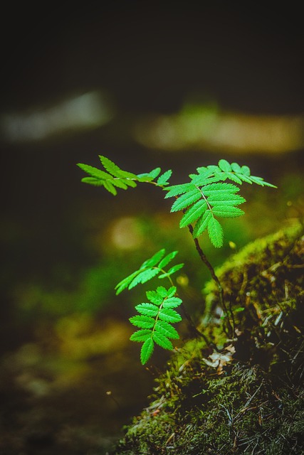 Sapling, Tre, Skog, Liten, Grønn, Natur