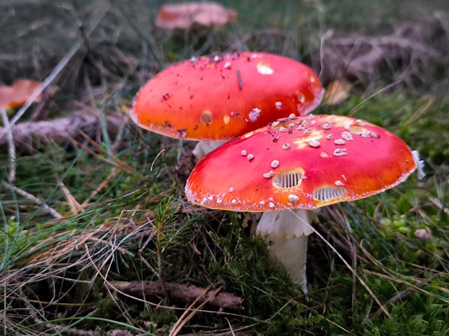 Download free HD stock image of Mushroom Toadstool Free mushroom toadstool fly agaric illustration