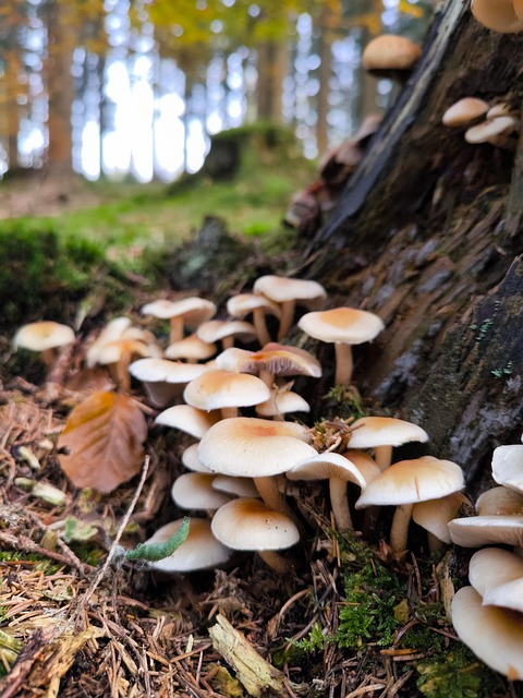Pilz, Wald, Spore, Herbst, Moos, Natur