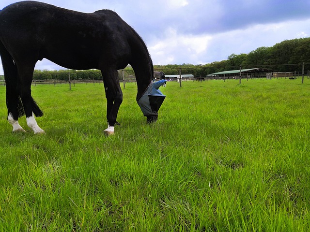Free Horse Animal photo and picture
