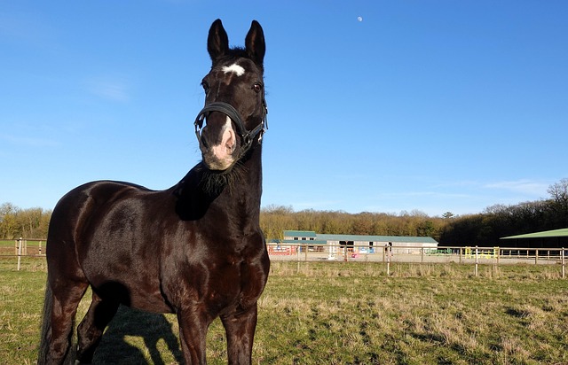 Free Nature Horse photo and picture