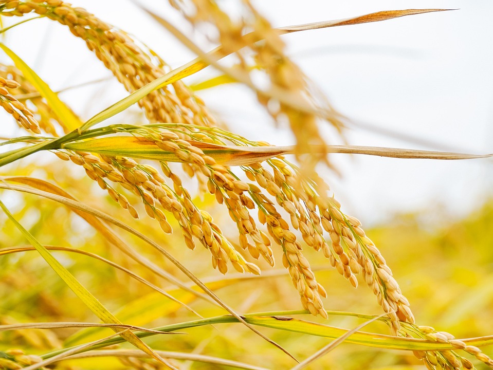 Rice Autumn Harvest - Free photo on Pixabay