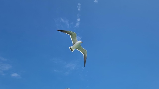 Free Seagull New photo and picture