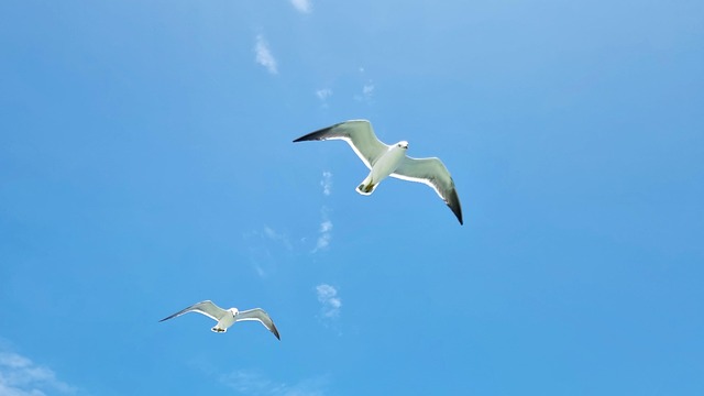 Free Seagull New photo and picture