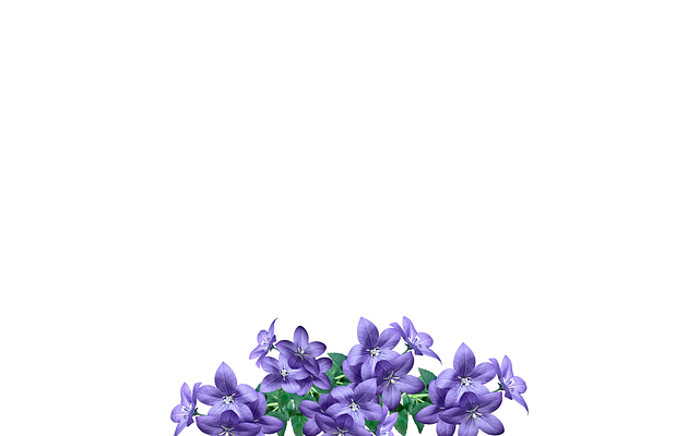 Free Lavender Flower illustration and picture