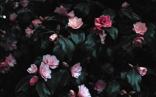 Free Floral Pink illustration and picture