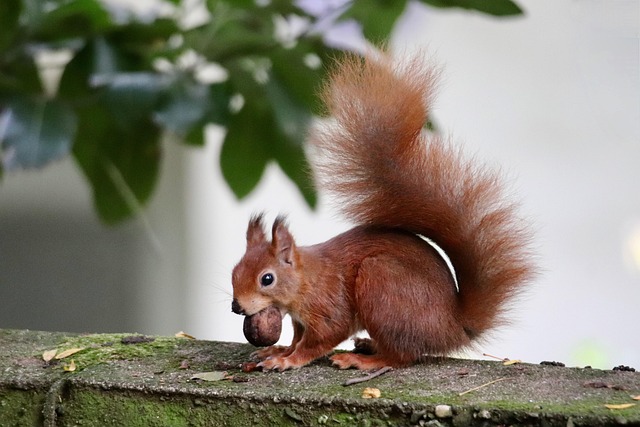 Eurasian squirrel, squirrel, tree squirrel and mammal — photo by Nennieinszweidrei