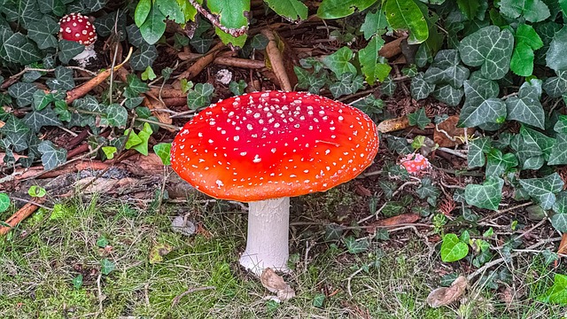 Free Mushroom Toadstool photo and picture