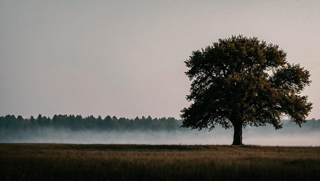 Download free HD stock image of Tree Single Free tree single morning illustration