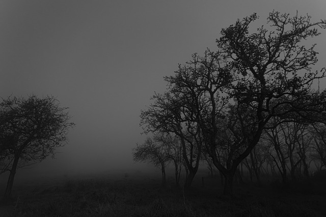 Free Nature Dark photo and picture