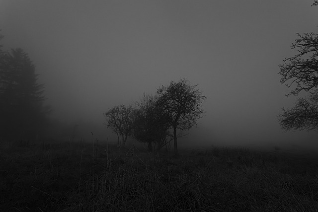 Free Nature Dark photo and picture