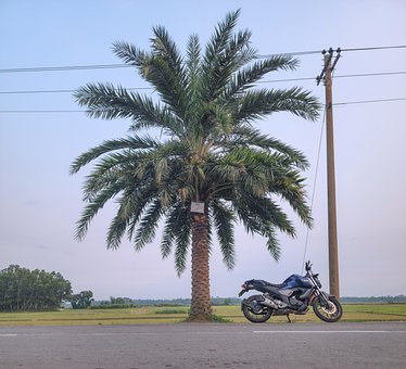 Free Dates Tree Hi-Resolution Photo photo and picture