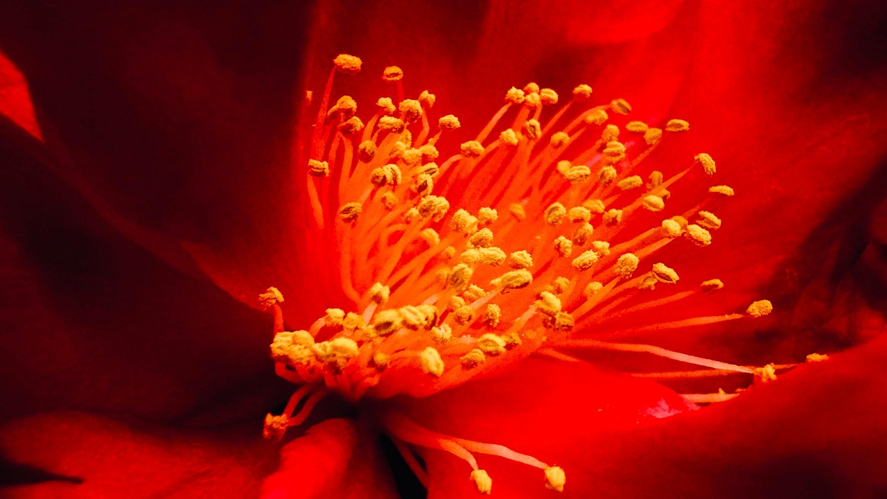 Camellia Stamen Flower Free photo on Pixabay