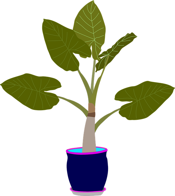 Free Alocasia Nature vector and picture