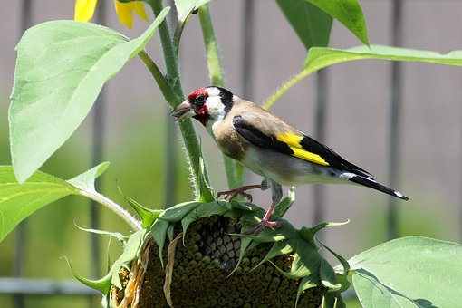 Fugl, Natur, Vogel, Guldfinke