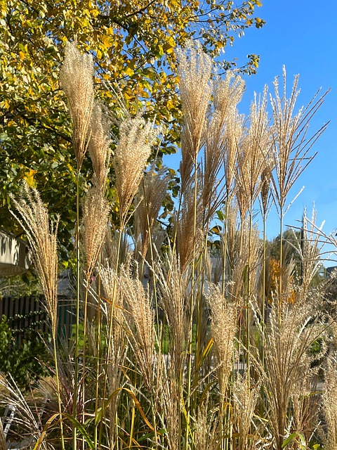 Free Autumn Nature photo and picture