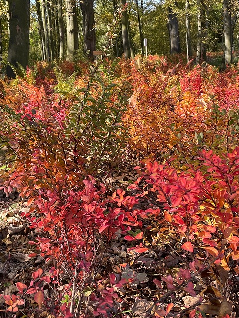 Free Park Nature photo and picture
