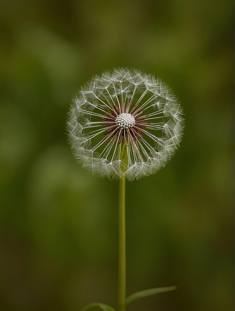 Ai Generado, Diente De León, Flor