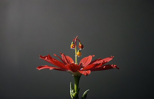 Flori Frumoase, Frumusețe Florală