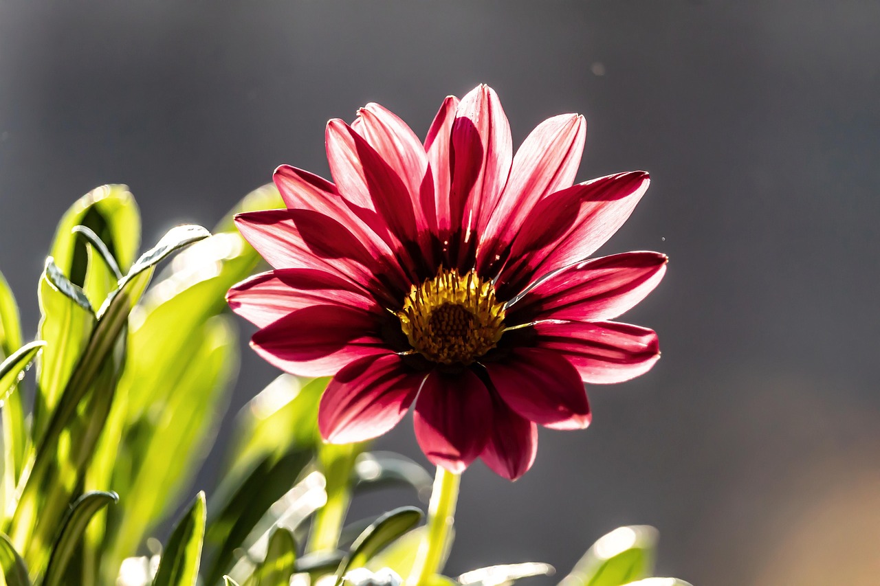 Flower Nature Flora Close Free photo on Pixabay