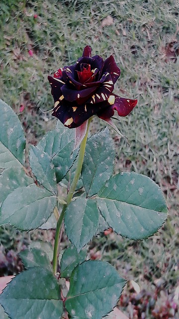Hermosas Flores, Belleza Floral