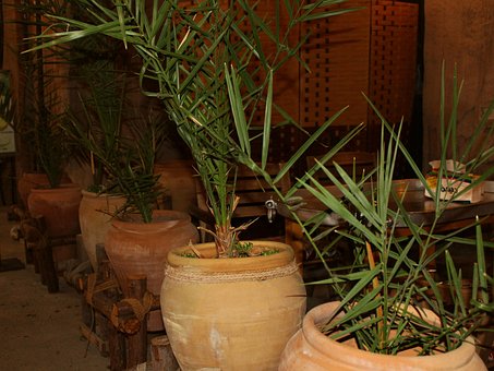 Planta, Natureza, Folhas, Verde, Flores