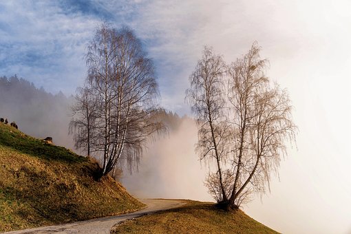 Free Trees Road photo and picture