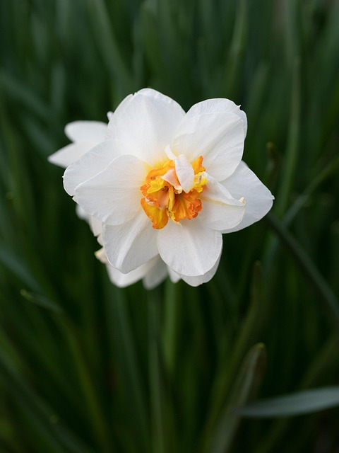 Gele Narcis, Witte Bloem, Bloem