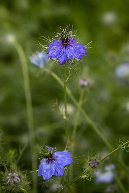 Haveloze Dame, Liefde-In-Een-Mist