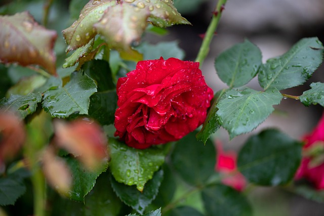 Regendruppels, Waterdruppels, Doorweekt